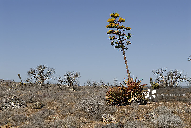 中央沙漠中的剑麻植物花柱图片素材