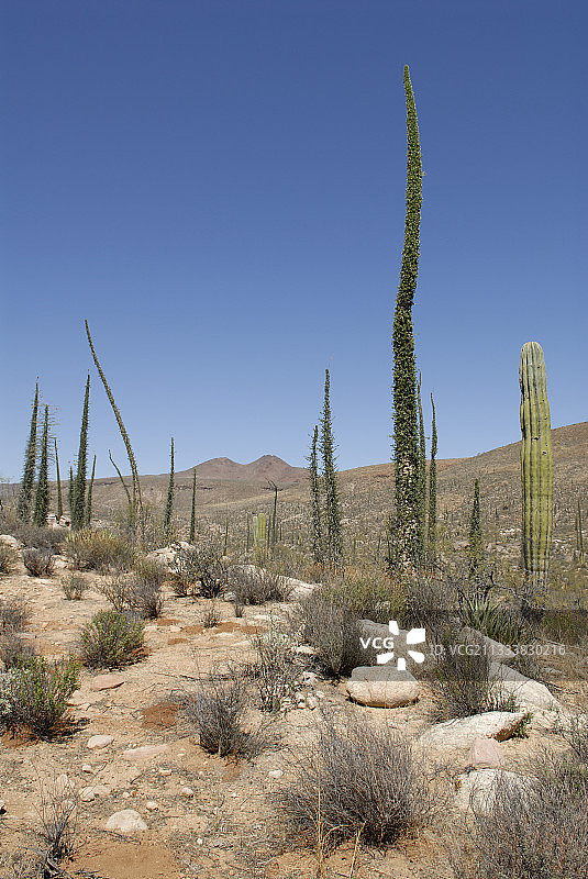 沙漠中央的仙人掌图片素材