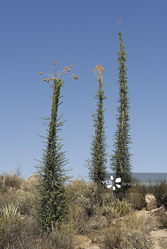 中部沙漠中的奇里奥仙人掌图片素材
