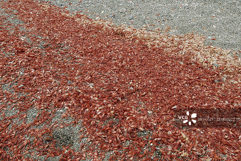 马格达莱纳港海滩上的海螯虾图片素材