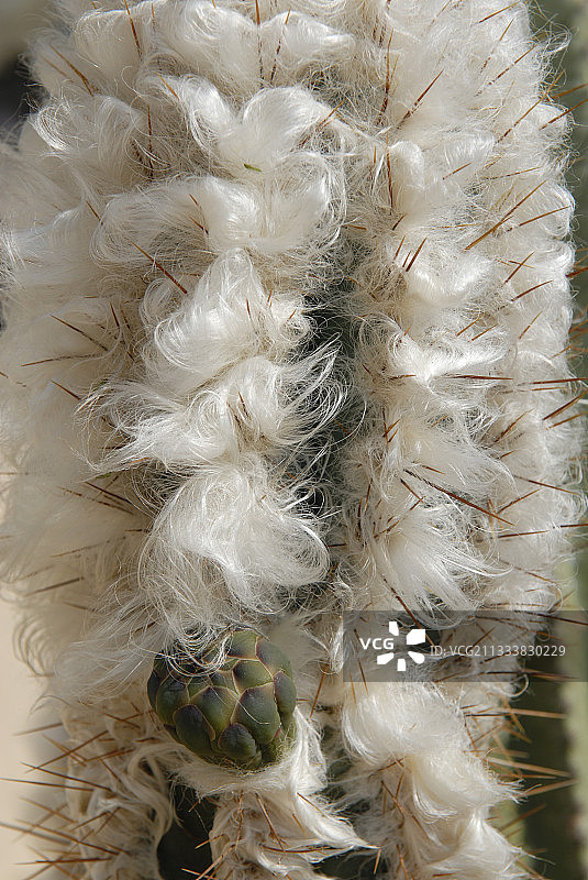 毛柱柱状仙人掌的毛状刺细节图片素材