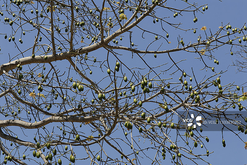 圣地亚哥的木棉树果实图片素材