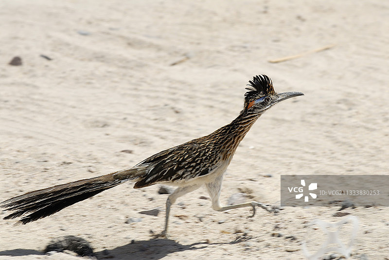 大走鹃在特科洛特海滩上奔跑图片素材