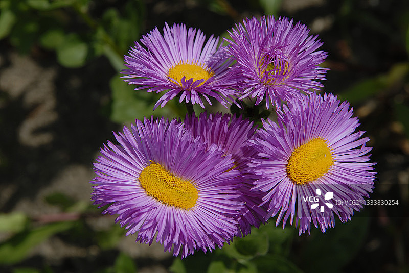 绚丽的艾菊之花图片素材