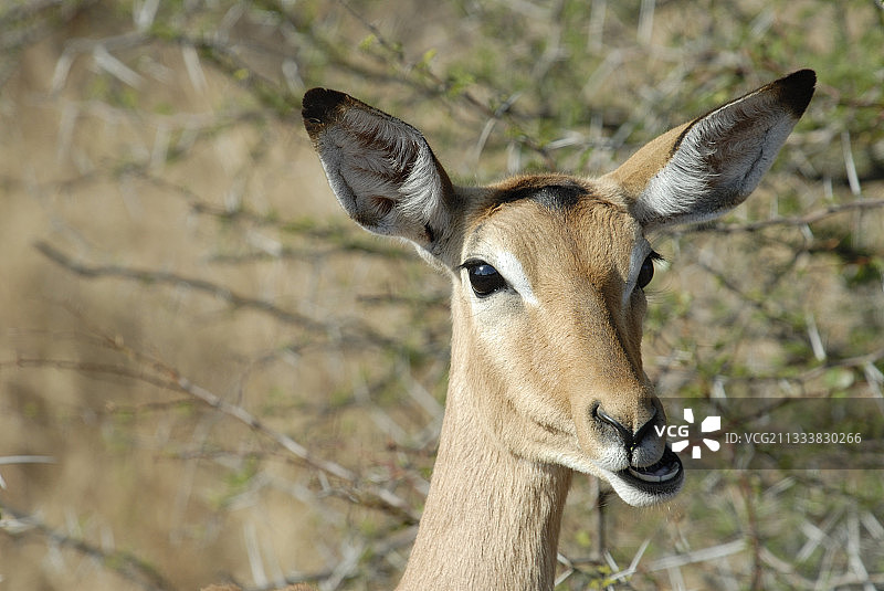 在南非克鲁格国家公园吃草的黑斑羚图片素材