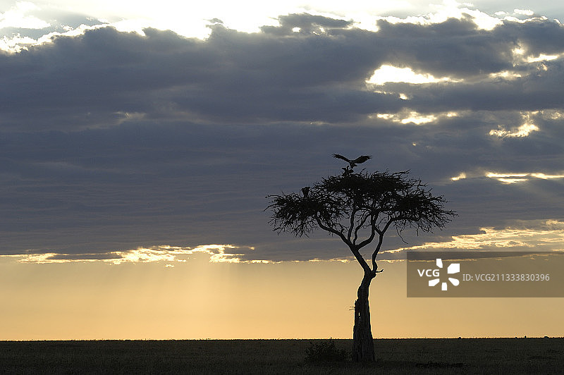 沙漠日落下的树图片素材