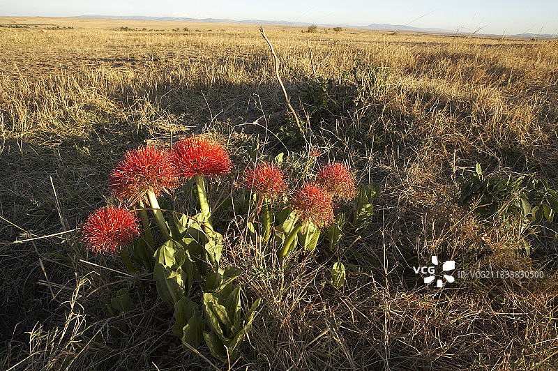 肯尼亚马赛马拉保护区火焰花球图片素材