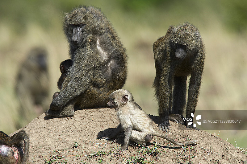 非洲肯尼亚马赛马拉的阿努比斯狒狒和幼年白化动物图片素材