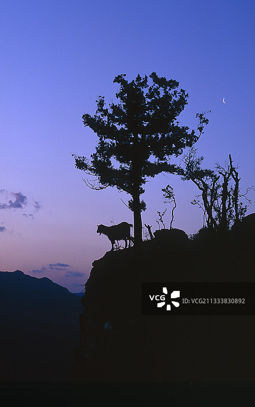 土耳其金牛山脉黎明时分的山羊和树图片素材