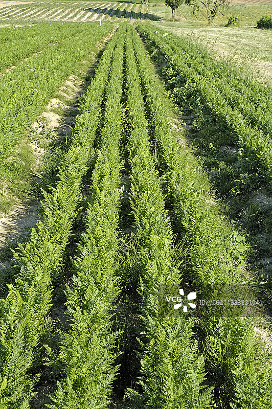 田野中鸟巢幼苗的排列图片素材