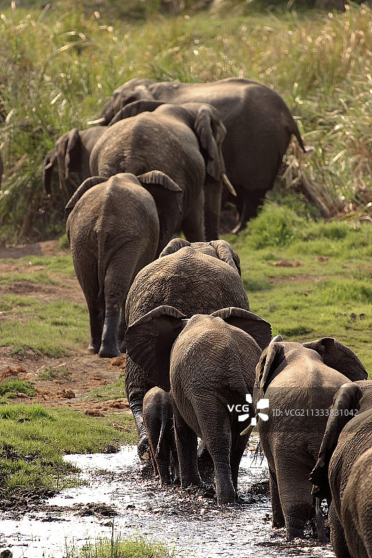 南非的非洲象群图片素材