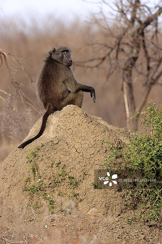 坐在南非地面上的黄色狒狒图片素材