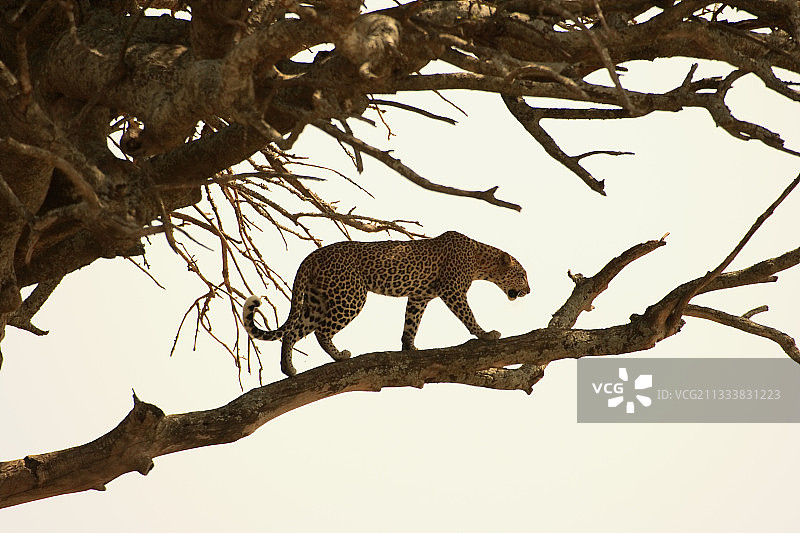 坦桑尼亚，猎豹走在树枝上图片素材