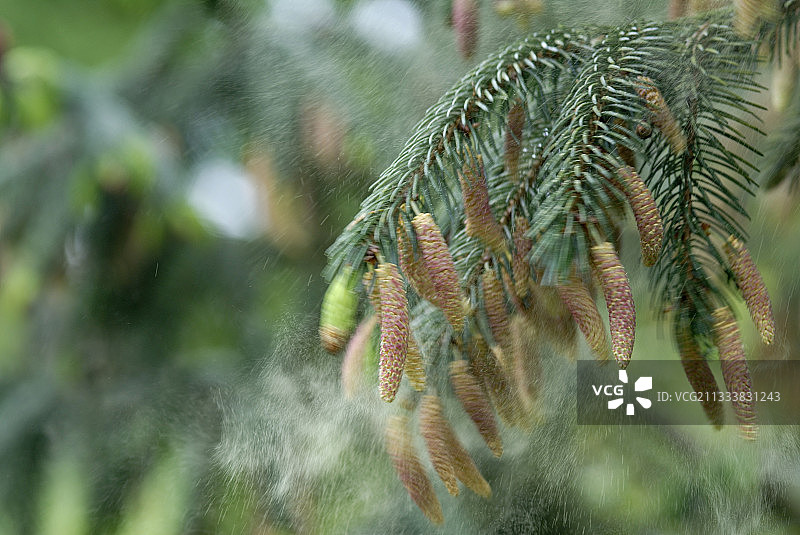 花粉扩散的云杉雄性小猫图片素材