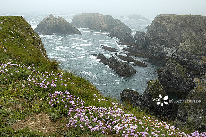美丽岛海岸上的海石竹图片素材