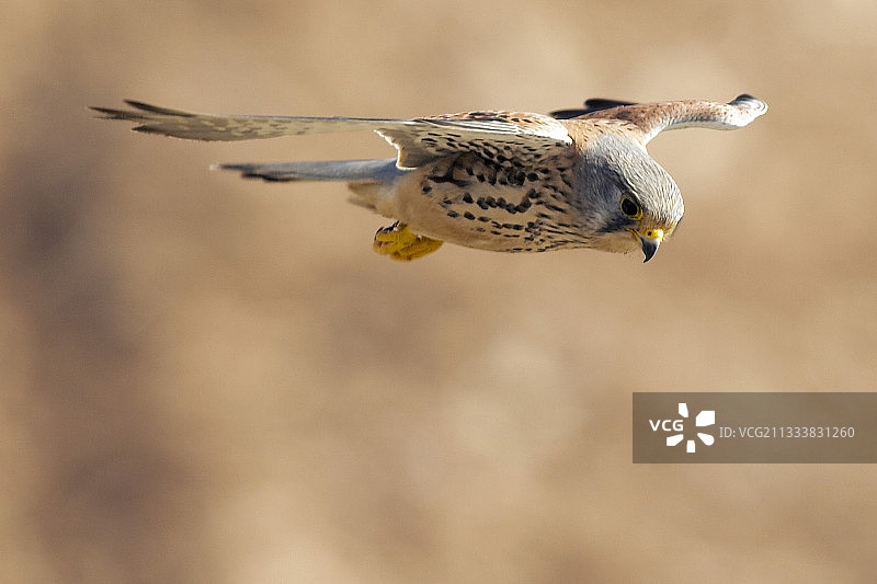 雄性红隼飞行图片素材