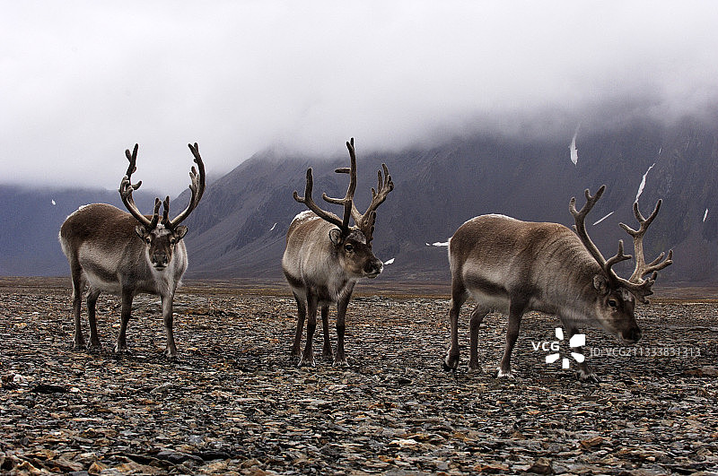 斯瓦尔巴德群岛，卡尔王子岛的斯瓦尔巴德驯鹿，挪威图片素材