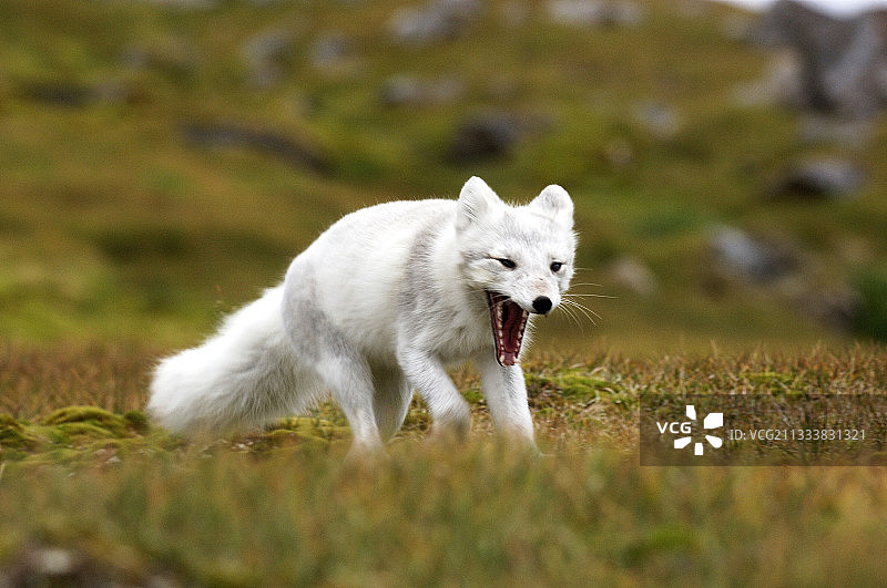 北极狐，挪威斯瓦尔巴群岛图片素材