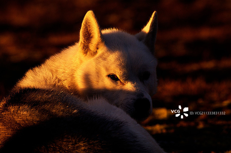 弗罗多躺在外面探测北极熊的靠近图片素材
