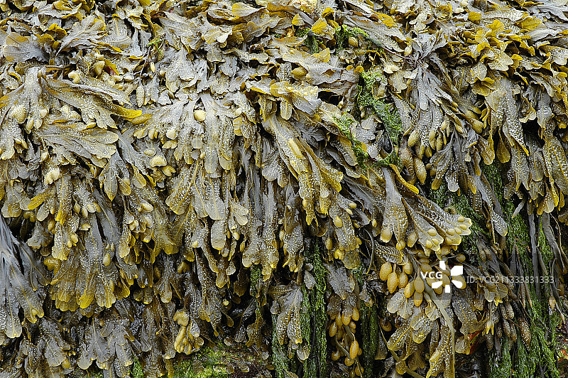 退潮时岩石上的墨角藻图片素材