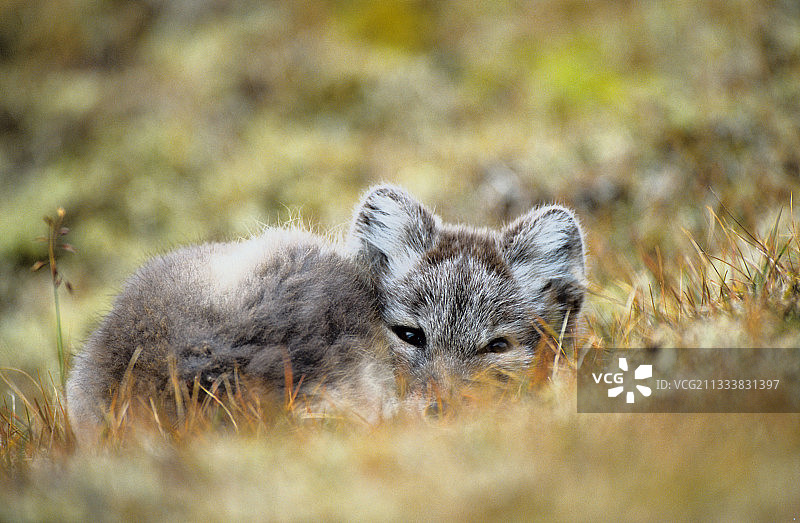 死亡的北极狐图片素材