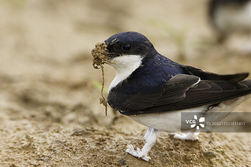 家燕在法国收集泥土图片素材