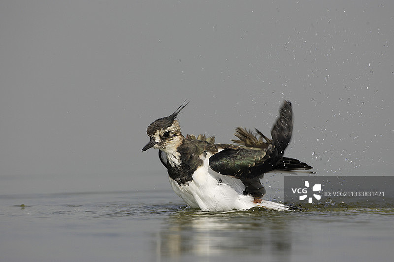 凤头麦鸡在荷兰沐浴图片素材
