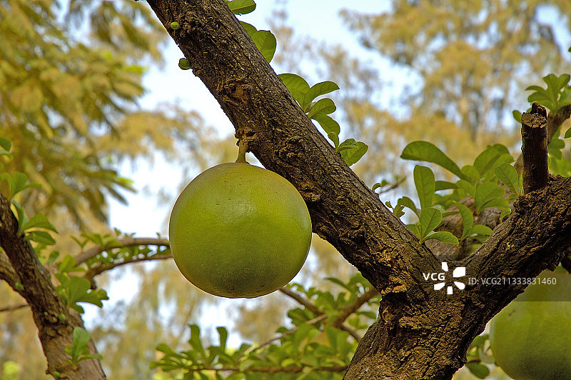 塞内加尔葫芦树的果实图片素材