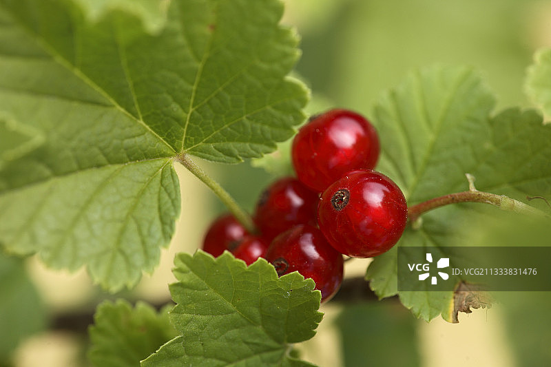 成熟的红醋栗（法国）图片素材