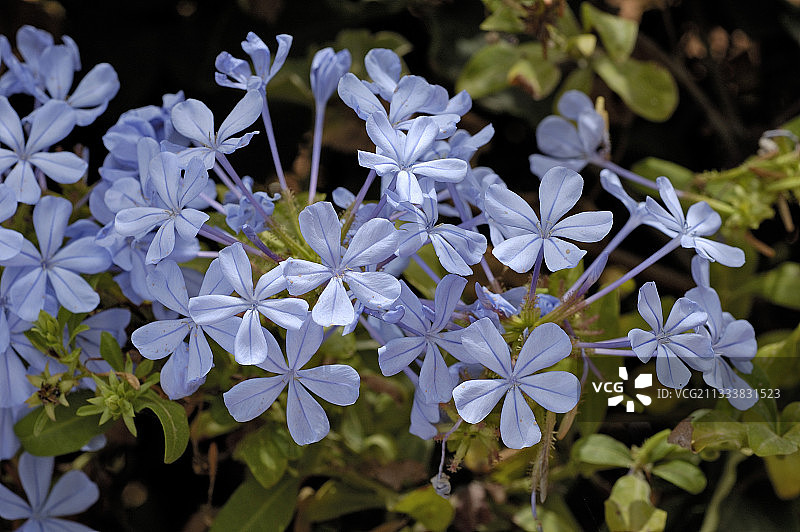 蓝雪花，摩洛哥图片素材