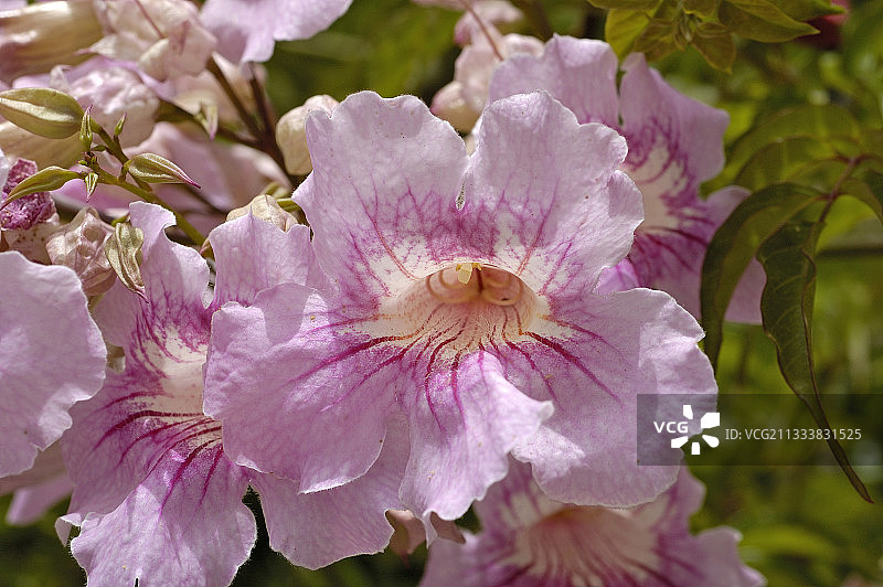粉色炮仗花花冠图片素材