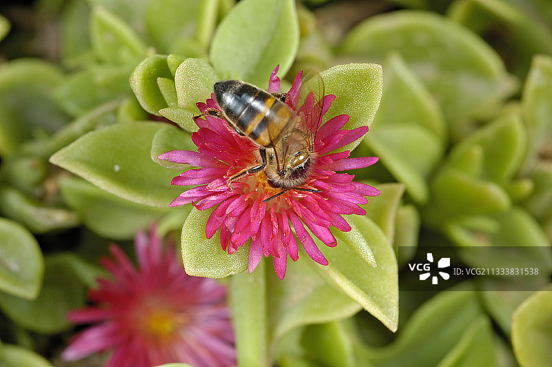 蜜蜂在冰叶日中花上采集花蜜图片素材