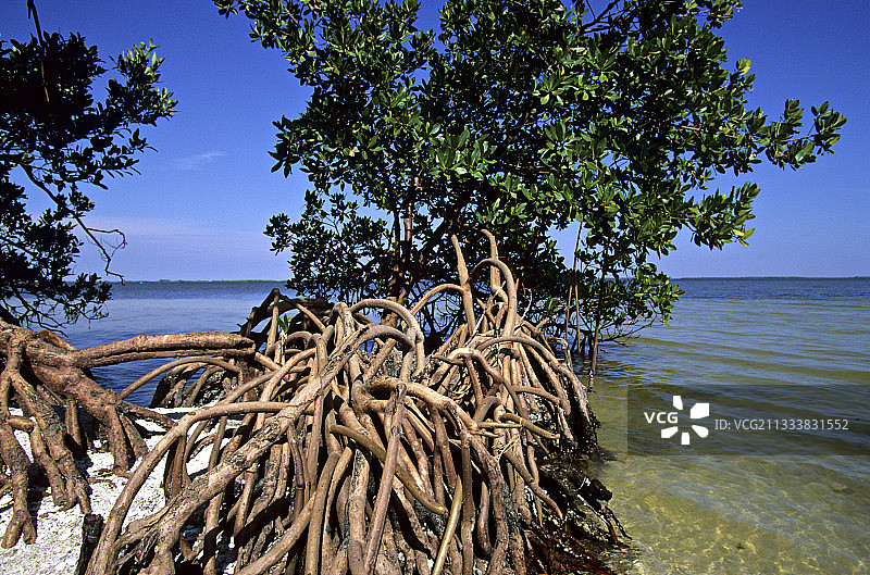 佛罗里达州萨尼贝尔岛的美国红树林图片素材