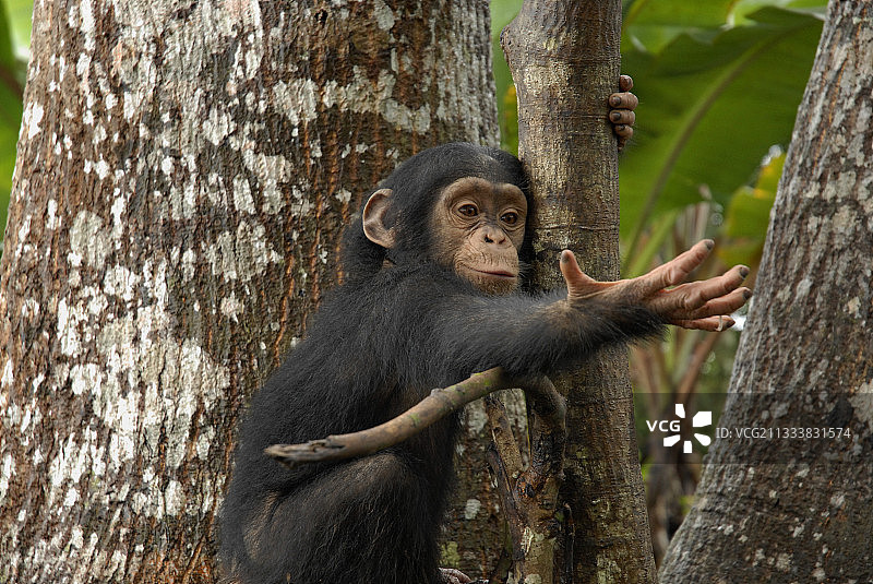 固定在树上，紧握双手的幼年黑猩猩图片素材