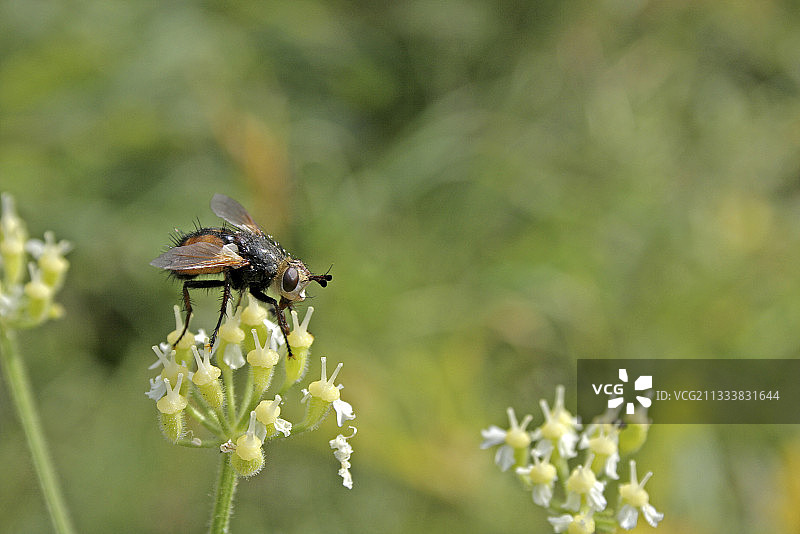 法国伞形花上的Tachinid蝇图片素材