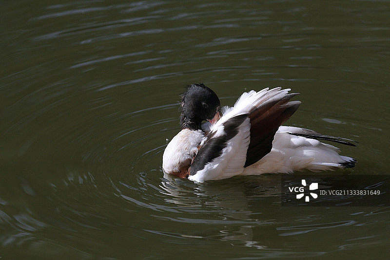 正在梳理羽毛的普通翘鼻麻鸭，法国图片素材