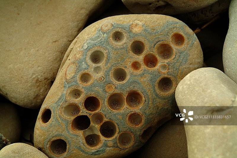 通过酸性分泌物穿透石灰岩的蛤蜊图片素材