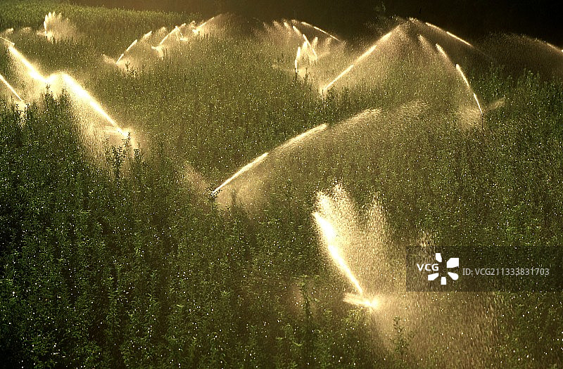 法国普罗旺斯苹果园的灌溉图片素材