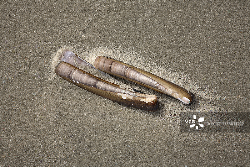 斯希蒙尼科赫国家公园海滩上的缢蛏图片素材