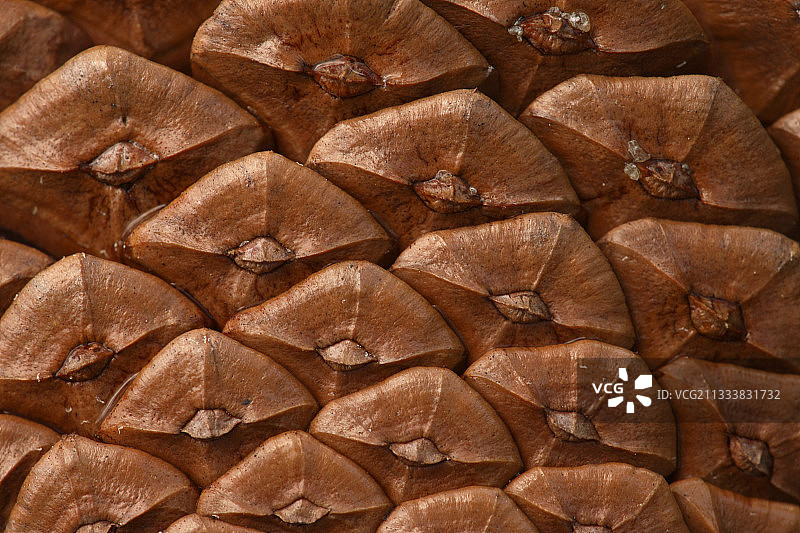 法国海松的松果细节图片素材