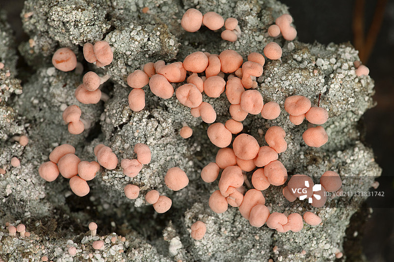 瑞典石头上的狼乳泥图片素材