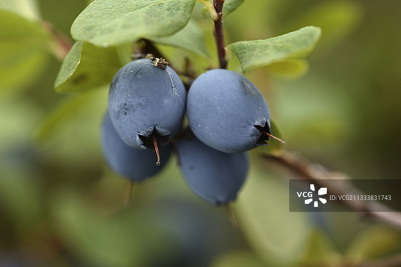 瑞典的成熟越桔图片素材