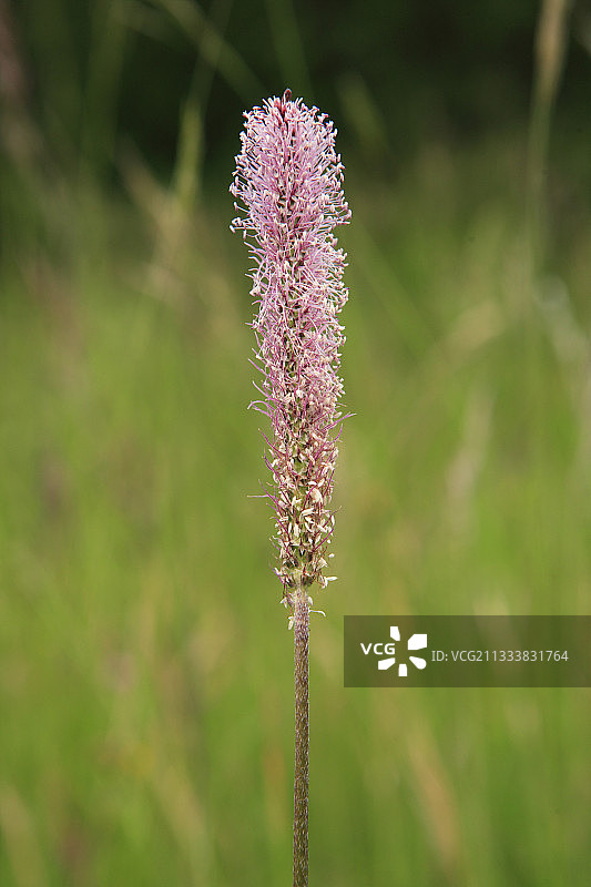 法国禾本科植物圆锥花序图片素材
