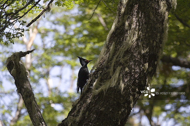 树干上的雌性麦哲伦啄木鸟，纳韦尔瓦皮国家公园图片素材