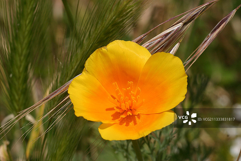 法国布列塔尼田野中的毛茛花图片素材