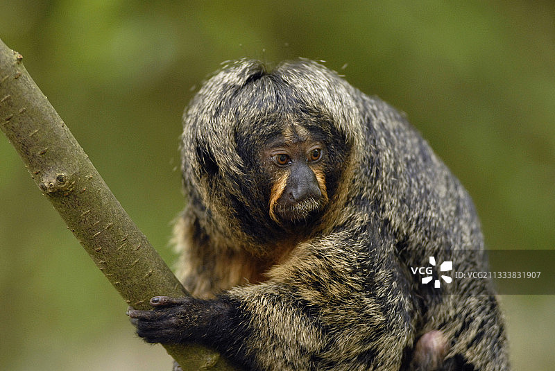 阿芬猴园动物园图片素材