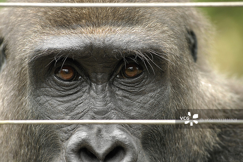 梅富公园的圣殿CWAF图片素材