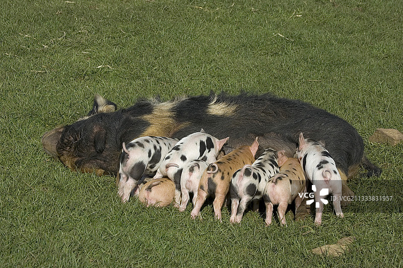 科茨沃尔德农场公园格洛斯特郡的库尼库尼小猪图片素材