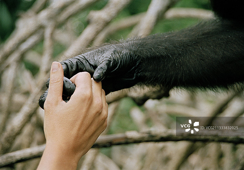 刚果救助会保护区图片素材