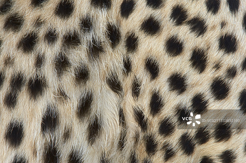 肯尼亚马赛马拉猎豹的毛皮图片素材